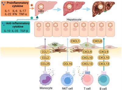 Cytokines and Chemokines in HBV Infection